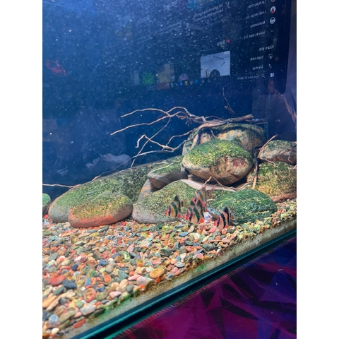 Đèn LED RGB 3 in 1 Deyao CF02 (13W) - Đỏ cá đỏ cây không đỏ nước, giúp màu cá màu cây rực rỡ hơn