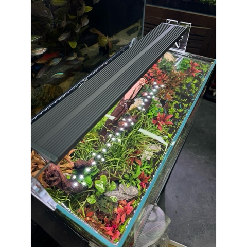 Đèn thuỷ sinh LEDSTAR AQ-S WRGB - Chỉnh App, đem đến trải nghiệm ánh sáng chân thực, giúp cây lên màu rực rỡ