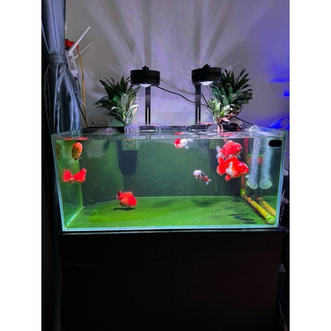 Đèn LED rọi A60 RGB (60/80W) - Nâng cấp ánh sáng mạnh mẽ, đánh màu cá rực rỡ, ánh sóng nước lung linh