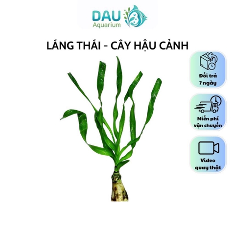 Láng Thái Thuỷ Sinh Siêu Khoẻ