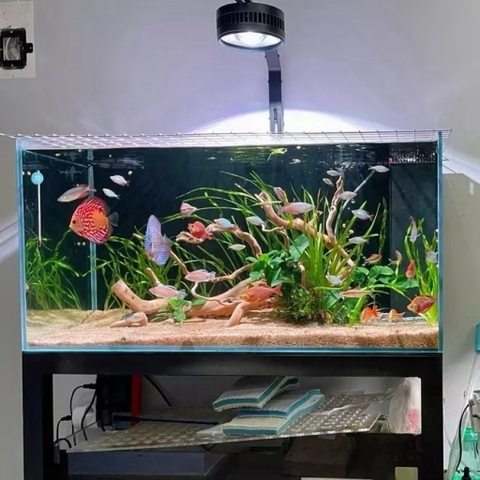 Đèn LED rọi A60 RGB (60/80W) - Nâng cấp ánh sáng mạnh mẽ, đánh màu cá rực rỡ, ánh sóng nước lung linh