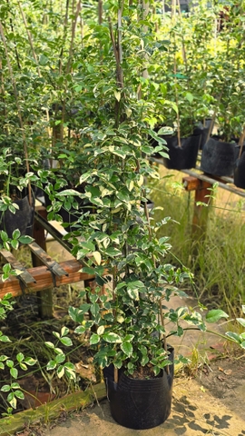 Cây Hồng Thiên Hương Cẩm Thạch