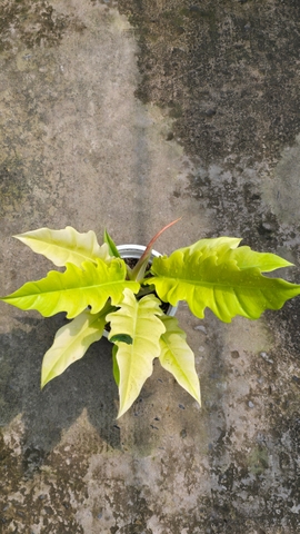Cây Cung Đàn Vàng (Philodendron Ring Of Fire Gold)