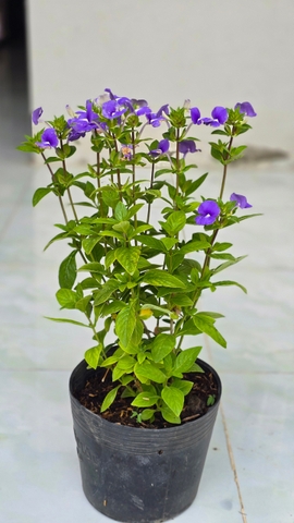 Cây Hoa Ngọc Bích