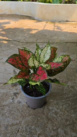 Cây Vạn Lộc Mix Ngọc Ngân