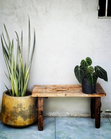 Cây Lưỡi Hổ Bạc Bantel