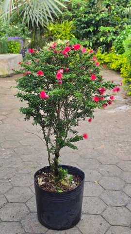 Cây Điệp Lào Lá Nhỏ