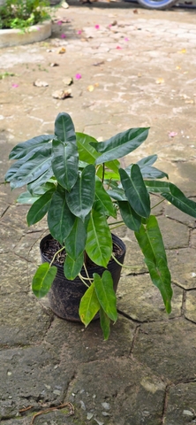 Cây Trầu Bà Tỷ Phú Xanh