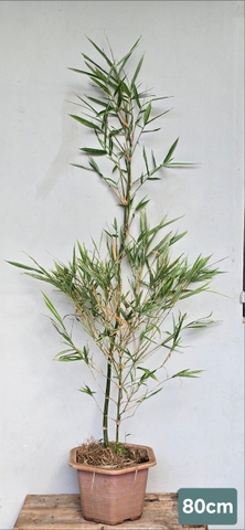 Cây Tre Var Lá Nhỏ