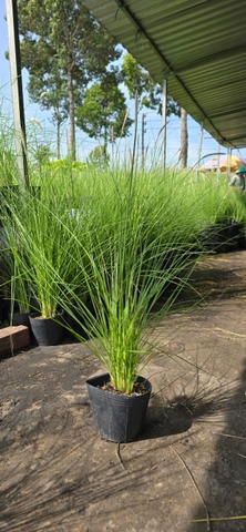 Cây Cỏ Lau Trắng Lá Nhỏ