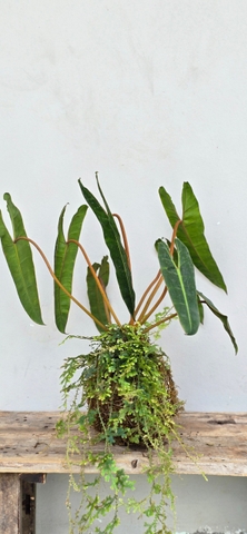 Cây Hạc Cam (Kokedama)