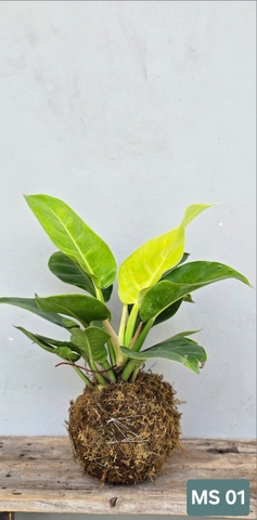 Cây Đế Vương Vàng (Kokedama)