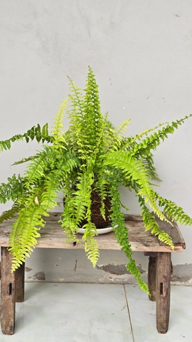 Cây Dương Xỉ Vàng (Kokedama)
