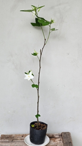 Cây Hoa Ban Trắng (Móng Bò Trắng)