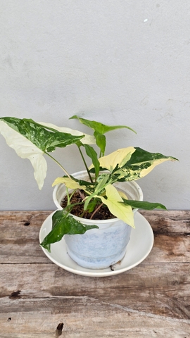 Cây Tróc Bạc Cẩm Thạch