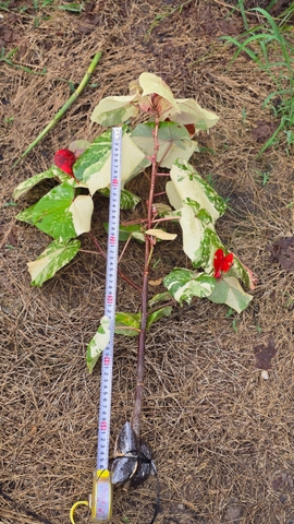 Nhánh Chiết Tra Var (Bầu Cây Giống)