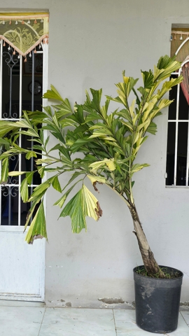 Cây Đủng Đỉnh Var