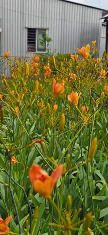 Cây Lan Rẻ Quạt Cam (Xạ Can)