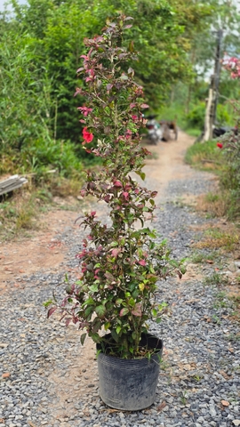Cây Bụp Hồng Diệp