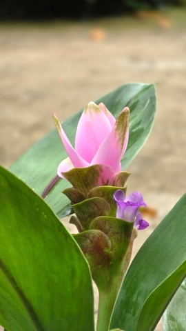 Cây Hoa Nghệ Tây