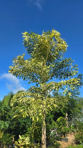 Cây Đủng Đỉnh Var (Hạt Giống)