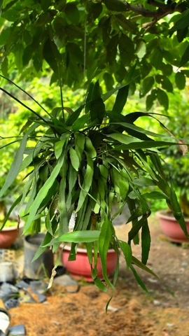 Cây Quỳnh Hoa Trắng Kokedama