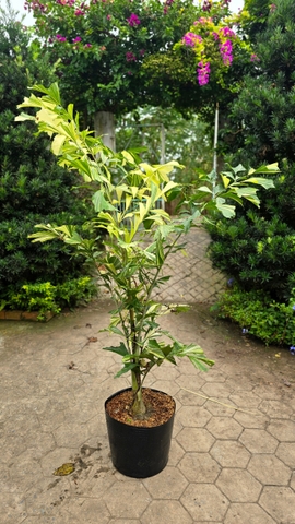 Cây Đủng Đỉnh Var