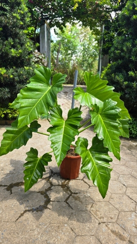 Cây Philodendron Subincisum