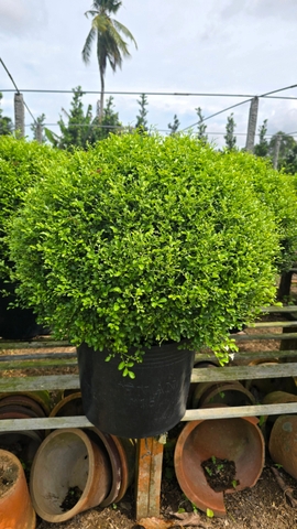 Cây Nguyệt Quế Thái Col Tròn