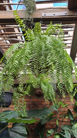 Cây Dương Xỉ Thòng Kokedama