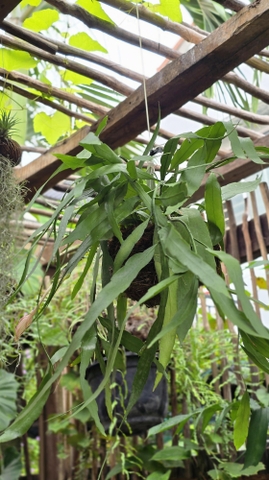 Cây Quỳnh Hoa Trắng Kokedama