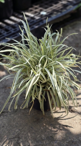 Cây Lan Chi Lá Dài (Cao cẳng)