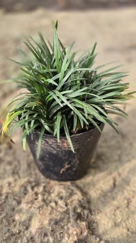 Cây Cỏ Gấu Lá Ngắn