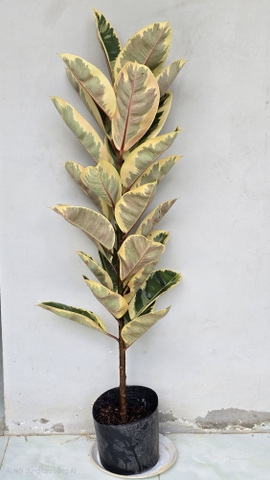 Cây Đa Búp Cẩm Thạch