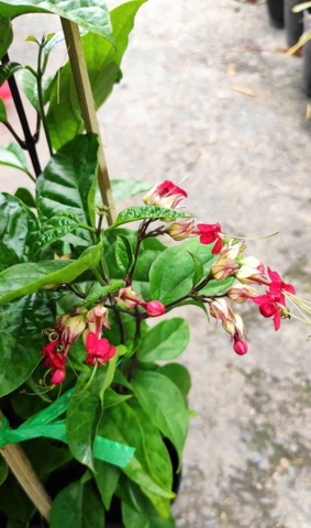 Cây Hoa Ngọc Nữ