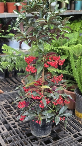 Cây Kim Ngân Lượng