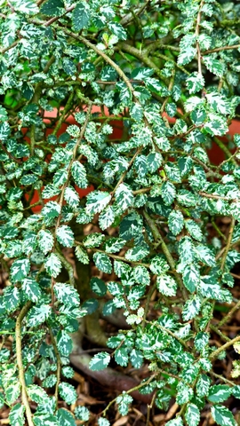 Variegated Dwarf Elm Tree (Cây Du Lùn)