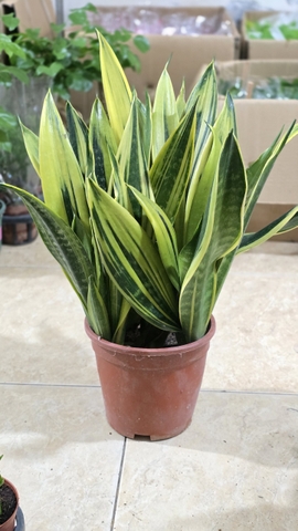 Cây Lưỡi Hổ Hoàng Kim