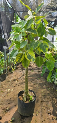 Cây Đa Vàng Thân To