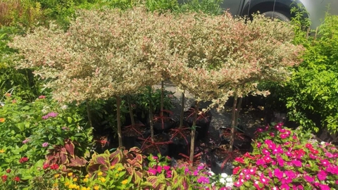 Cây Bàng Đài Loan Cẩm Thạch