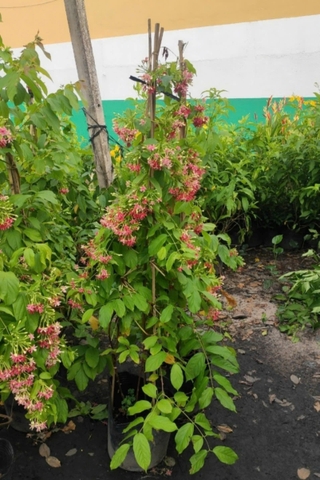 Cây Sử Quân Tử (Trang Leo)