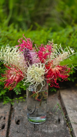 Hoa Nhện Đa Sắc (Hoa Cánh Phượng) – Nhánh Chiết Khỏe