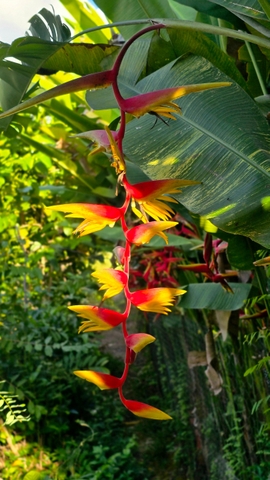 Cây Chuối 