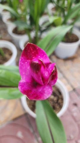 Cây Hoa Nghệ Tây