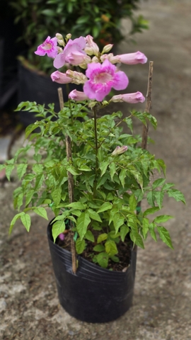 Cây Hồng Thiên Hương