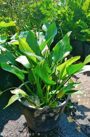 Cây Bách Thủy Tiên