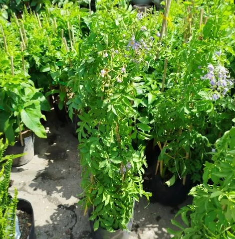 Cây Hoa Tiêu Nương