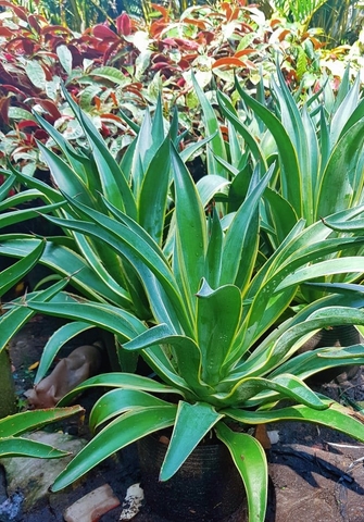 Cây Dứa Nam Mỹ - Agao