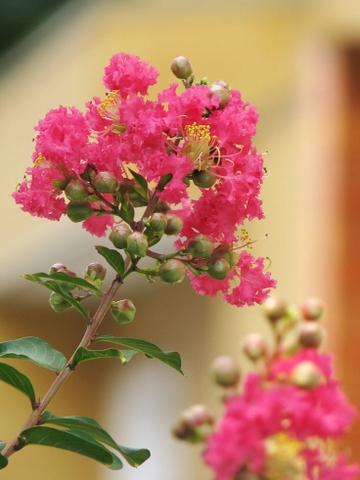 Cây Tường Vy Hoa Đỏ