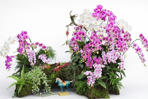 Tiểu Cảnh Lan Hồ Điệp